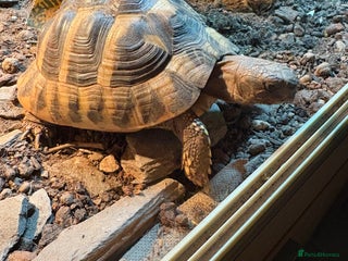 Hermann Tortoise reptiles for sale - Advert 1