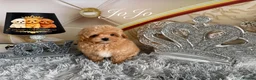 Maltipoo dogs for sale: Tiny teddy Maltipoo- from Asian teddy poodle dad - Advert 17