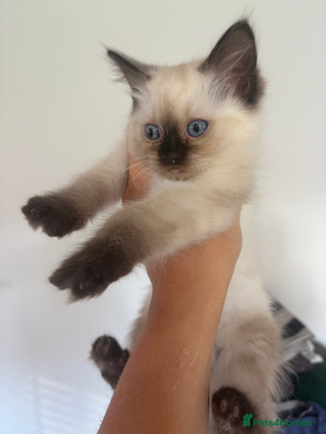 Ragdoll cats for sale: Two Beautiful girls  - Image 7