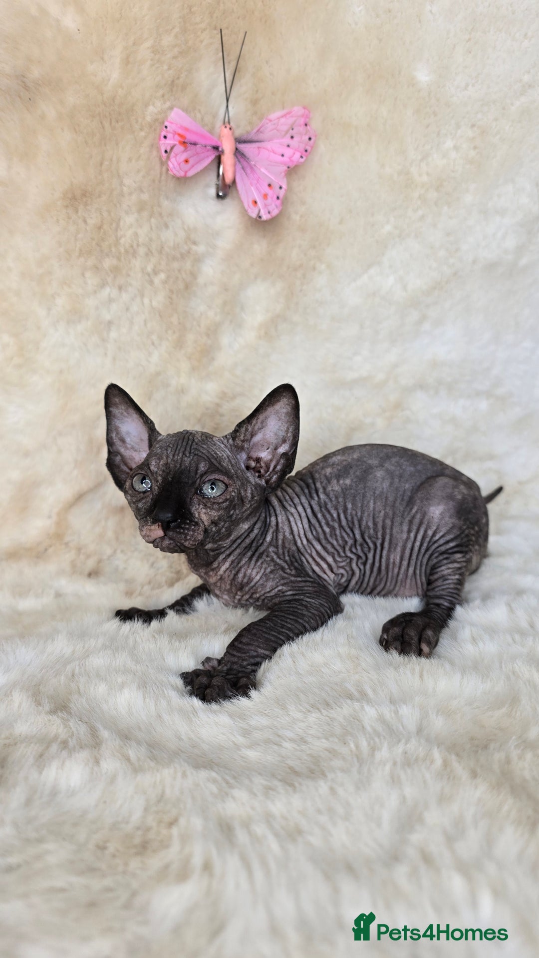 Sphynx cats for sale: Sphynx kittens bominant odd eyes  - Image 5
