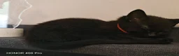 Mixed Breed cats for sale: Beautiful kittens - Advert 5