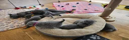 British Shorthair cats for sale: British Shorthair Blue & Lilac  - Advert 1
