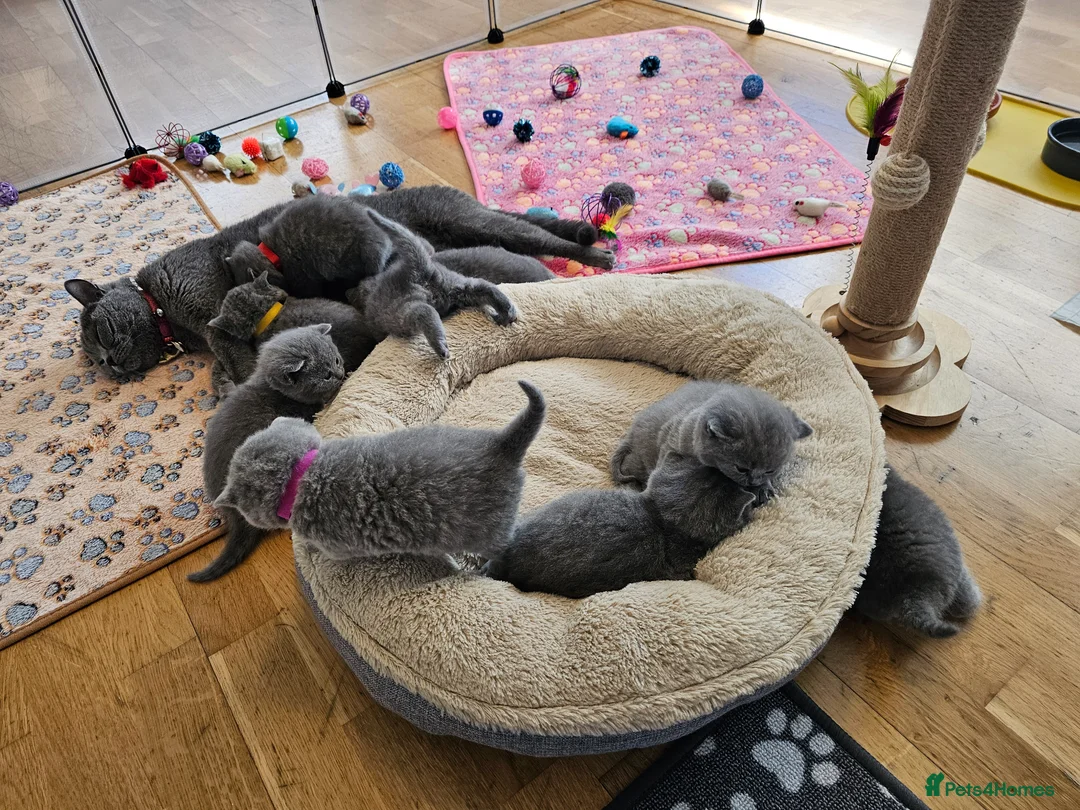 British Shorthair cats for sale: British Shorthair Blue & Lilac  - Advert 1