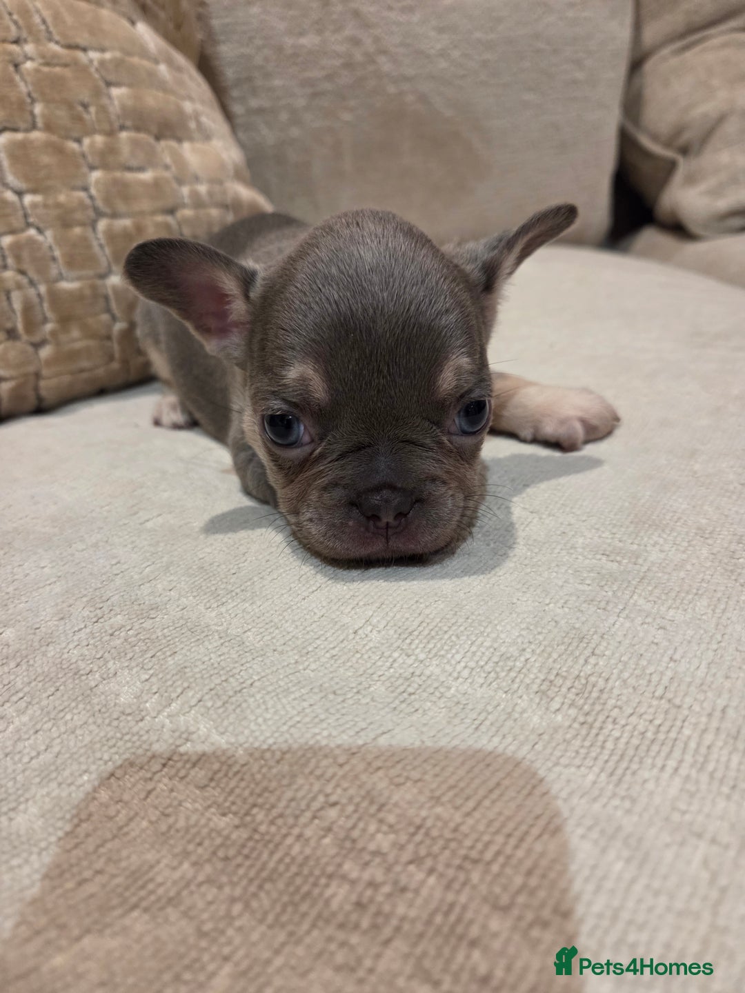 French Bulldog dogs for sale: Isabella & lilac & tan chunky frenchies - Advert 25