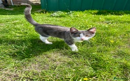 Russian Blue cats for sale: Charming Blue Boys - Image 3