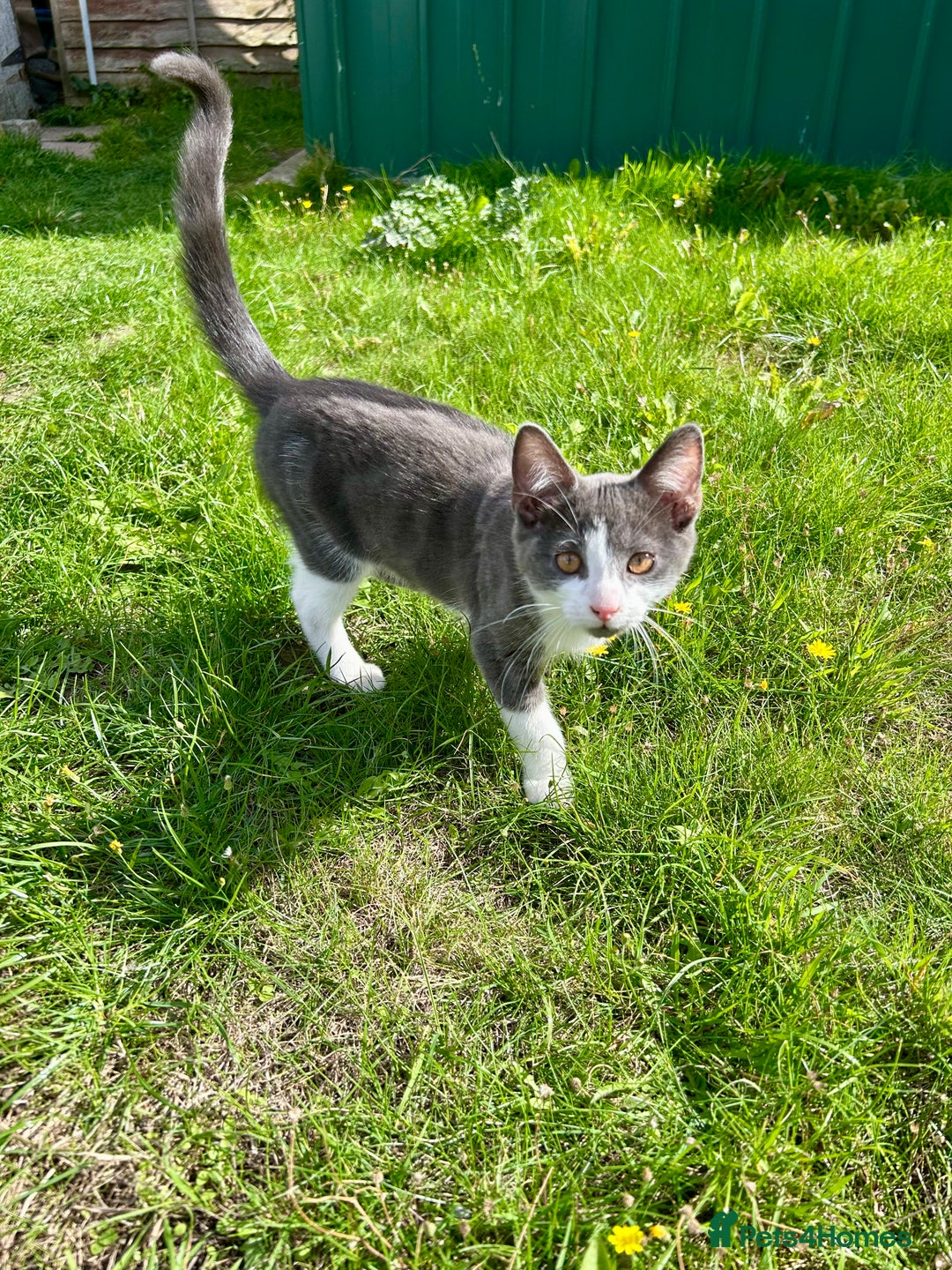 Russian Blue cats for sale: Charming Blue Boys - Image 3