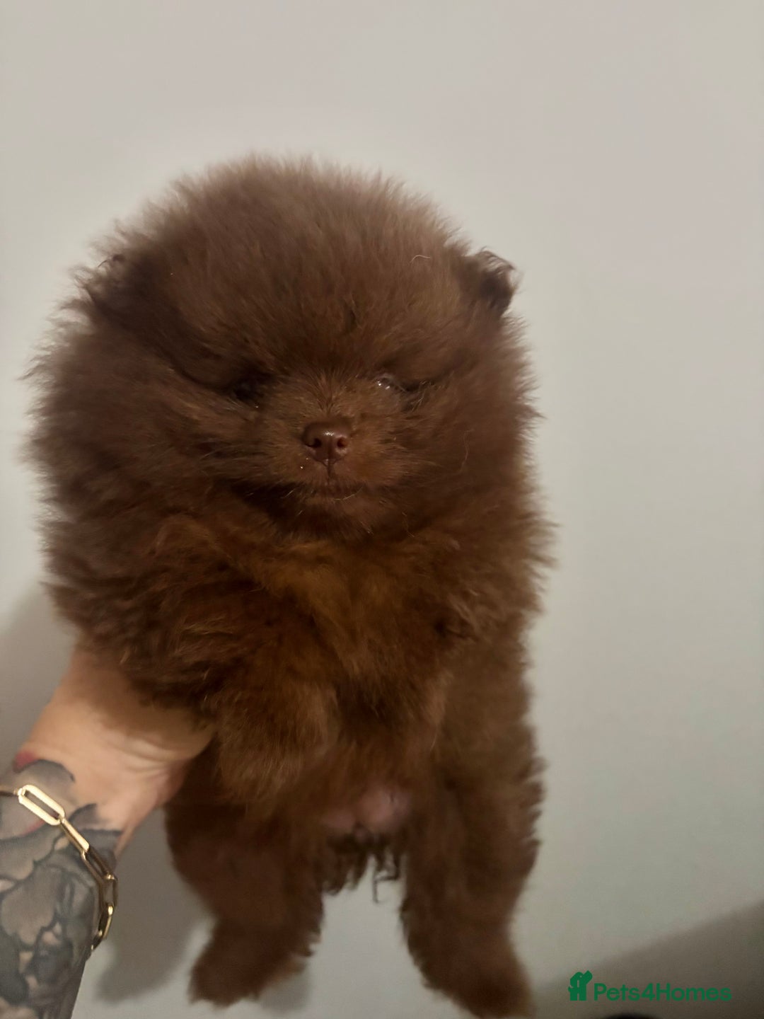 Pomeranian dogs for sale: 3 amazing teddy bear face puppies 🐻🐻🐻 - Advert 13