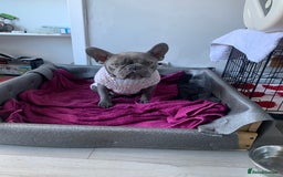 French Bulldog dogs for sale: 5 French bull dogs puppies  - Image 3