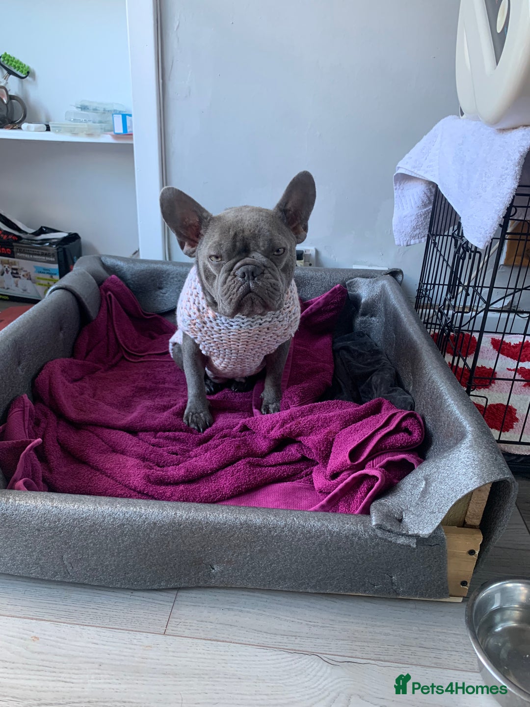 French Bulldog dogs for sale: 5 French bull dogs puppies  - Image 3