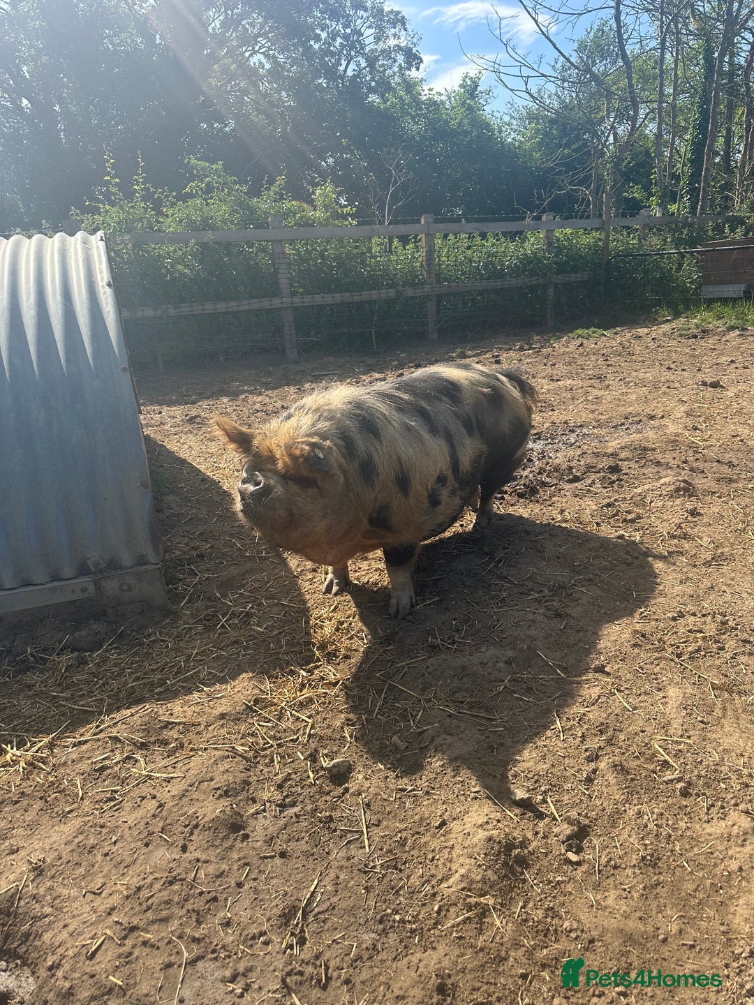 Pig livestock for sale: Kune kune pigs free to good home - Advert 2