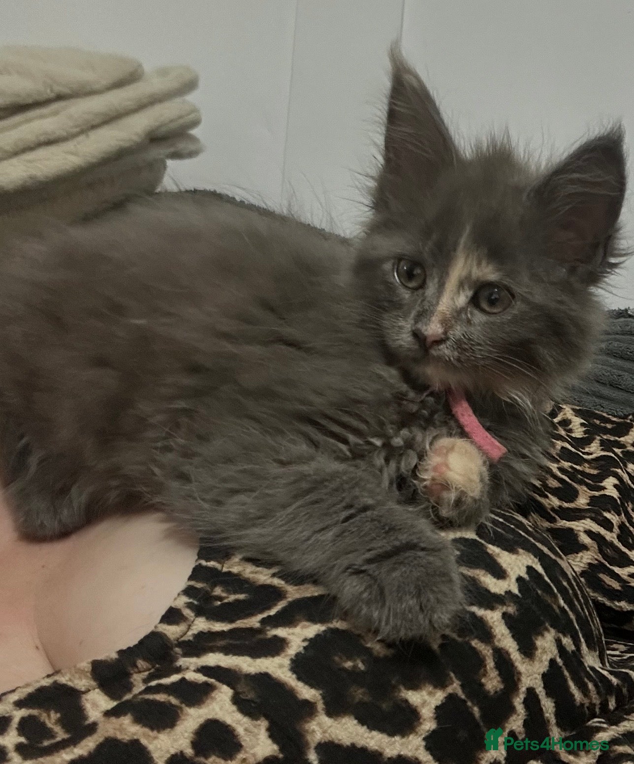 Maine Coon cats Beautiful tica registered blue tabby’s and torties - Advert 2