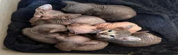 Sphynx cats for sale: Sphynx Kittens - Advert 22