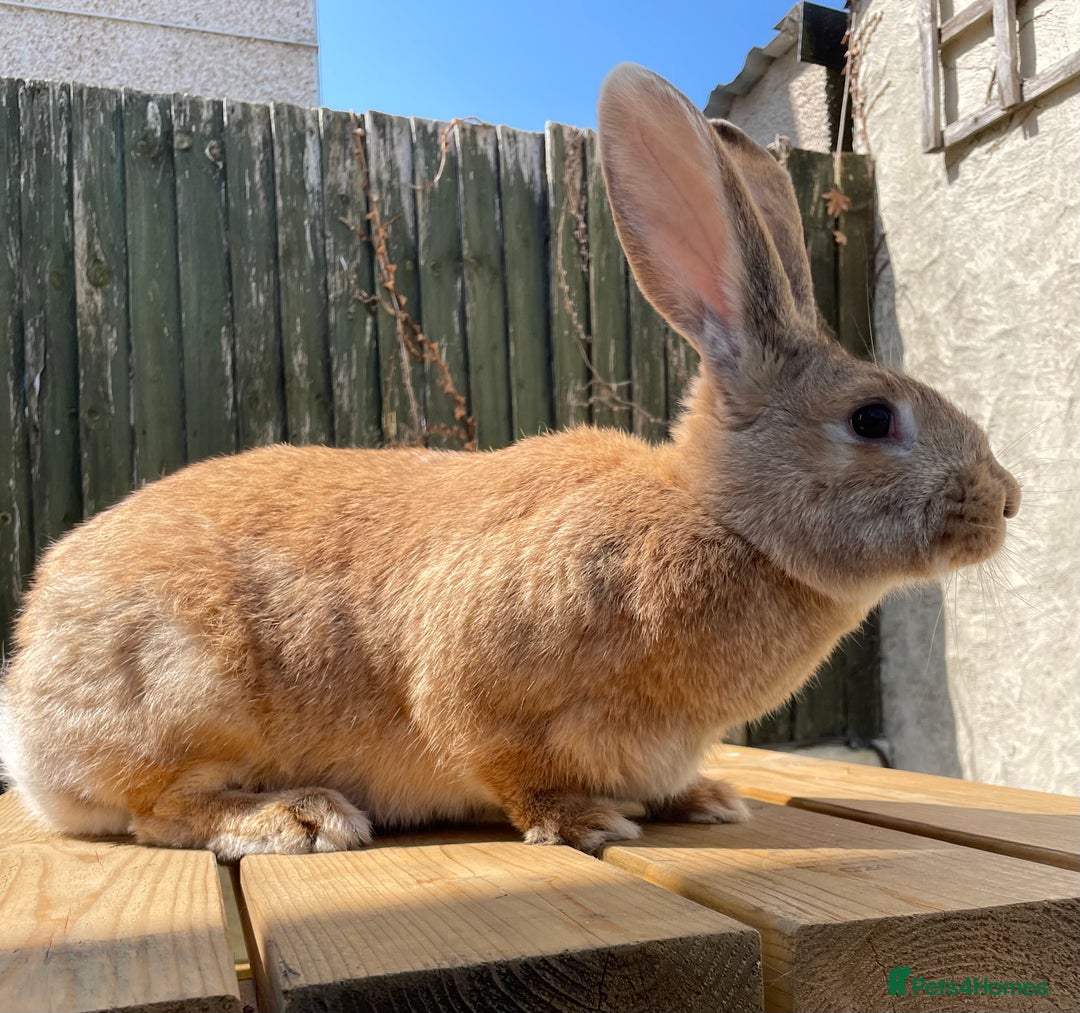 Continental Giant rabbits for sale: Pure bred continental giants - Image 10