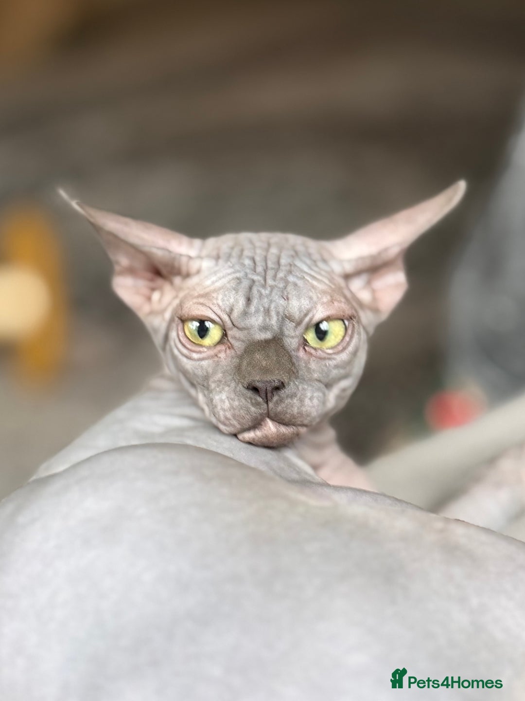 Sphynx cats for sale: Blue Sphynx Active Breeding Potential HCM Clear  - Advert 7