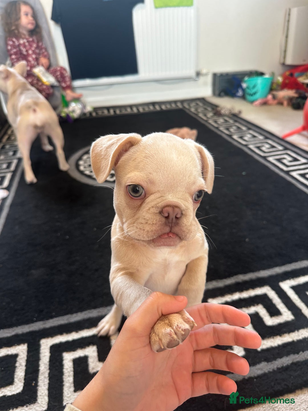 French Bulldog dogs for sale: Male French Bulldog puppy  - Image 2