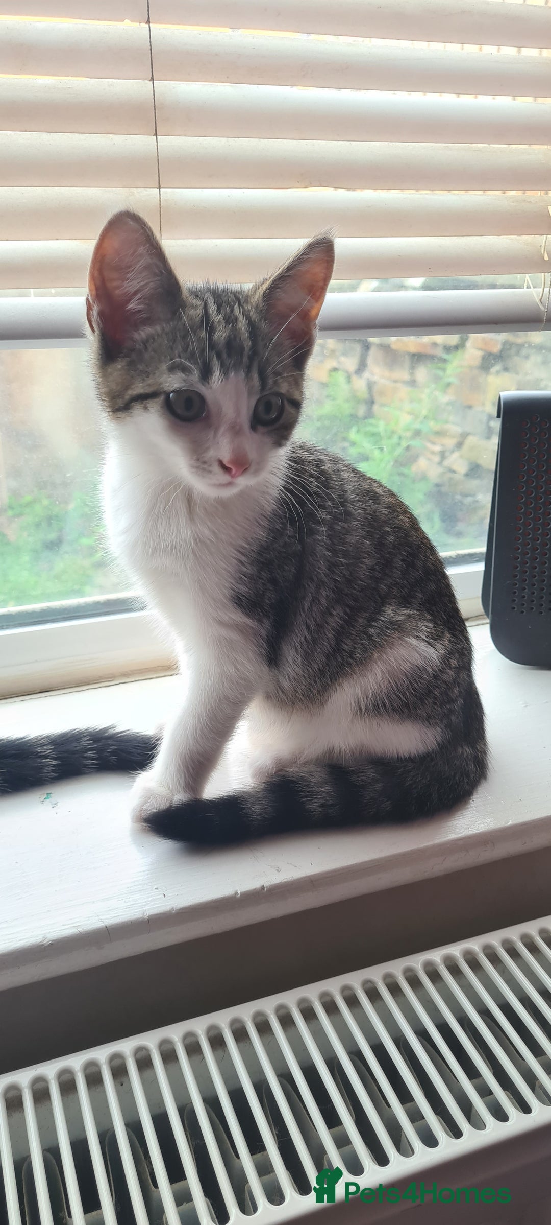 Bengal cats for sale: Adorable cuddly male - Image 2