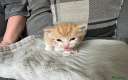 Mixed Breed cats for sale: Beautiful kittens  - Image 28