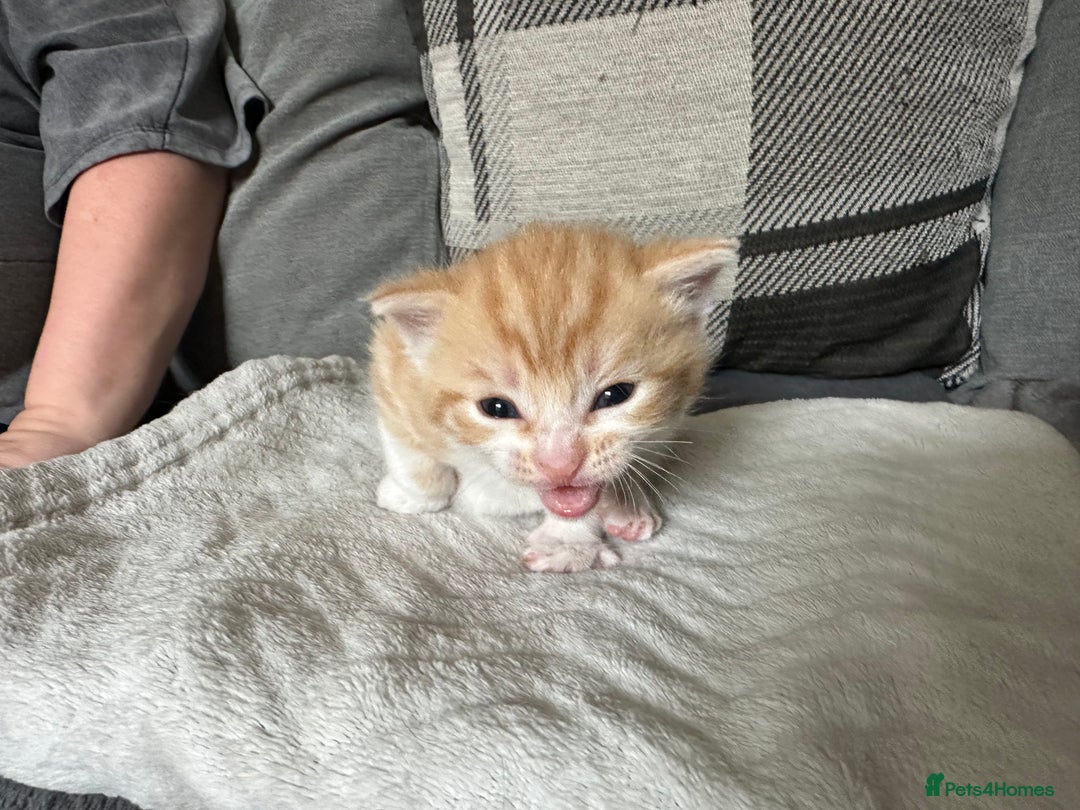 Mixed Breed cats for sale: Beautiful kittens  - Image 28