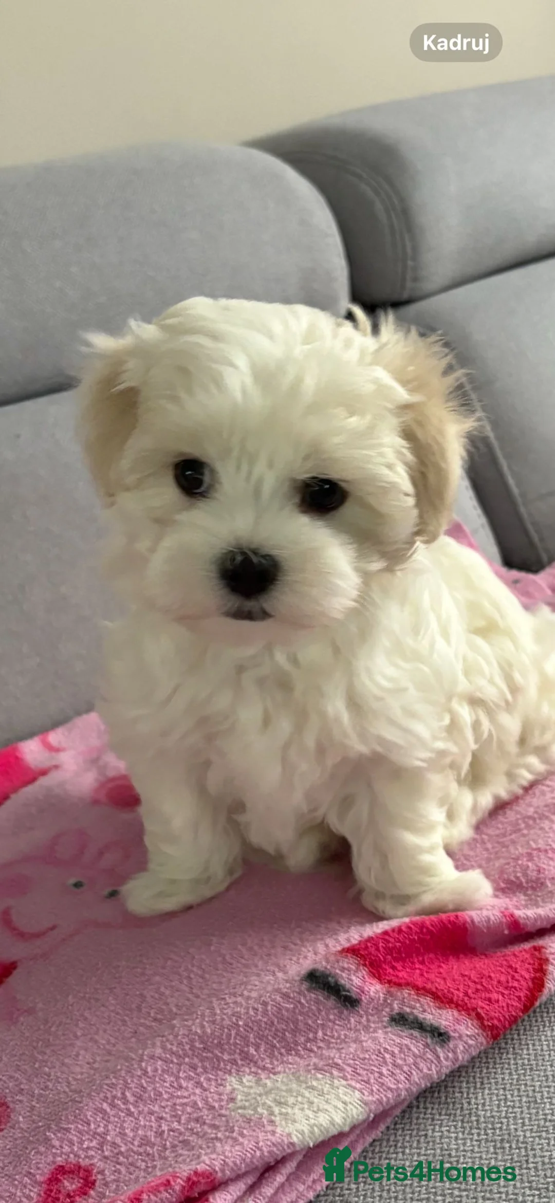 Maltese dogs for sale: Maltese puppies - Advert 2