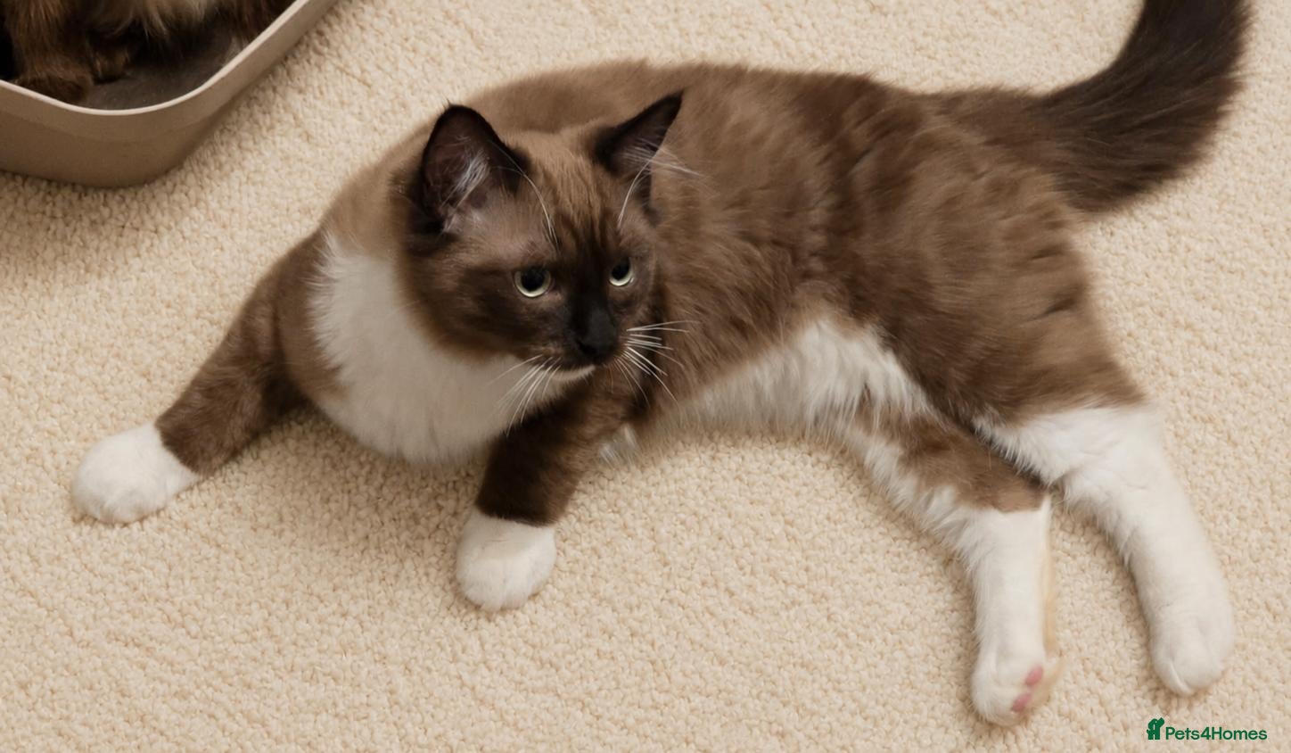 Ragdoll cats Purebred Mink (Cherubim) Ragdoll Boy - Advert 6