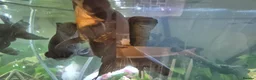 Fancy Goldfish fish for sale: Proven Breeding Pair of Black Moors - Advert 5