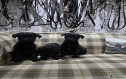 Labradoodle dogs for sale: Labradoodle puppies - Advert 4