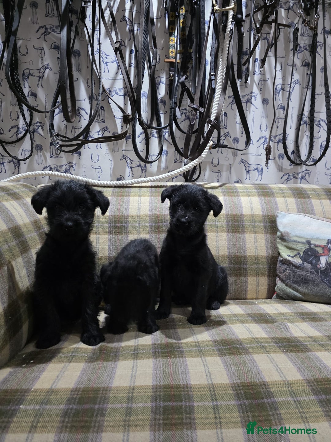 Labradoodle dogs for sale: Labradoodle puppies - Advert 4