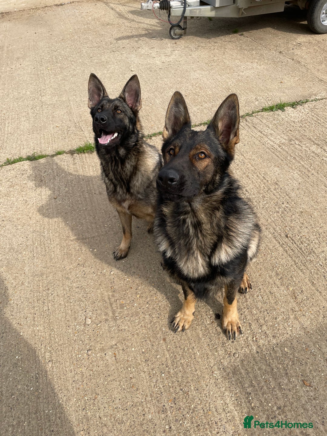 German Shepherd dogs for sale: Beautiful kc reg working line German shepherds  - Advert 19