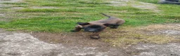 Belgian Shepherd Dog dogs for sale: Belgian Malinois knpv x ring sport fci ikc reg in Omagh - Advert 4