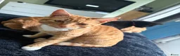Mixed Breed cats for sale: Needs refining asap  - Advert 5