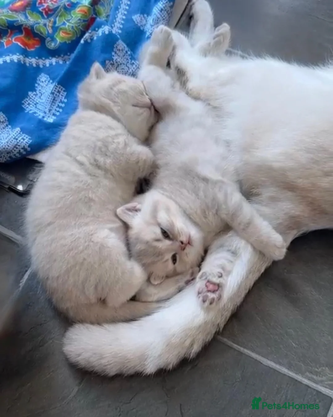 British Shorthair cats for sale: 2 beautiful British short hairs for sale  - Advert 9