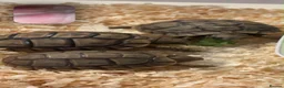Tortoise reptiles for sale: Baby tortoises in Waltham Abbey - Advert 2