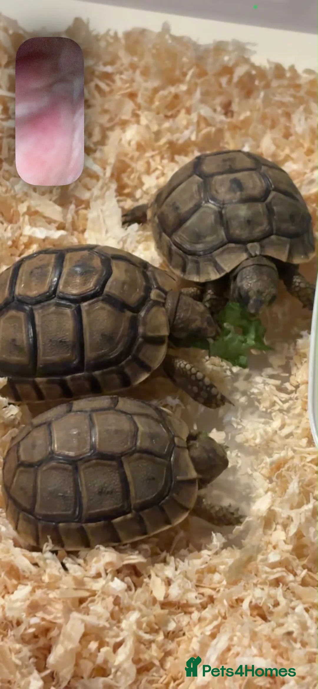 Tortoise reptiles for sale: Baby tortoises in Waltham Abbey - Advert 2