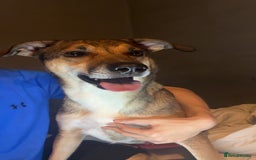 Mixed Breed dogs for sale: Nelly (staffy x Border collie) - Image 3