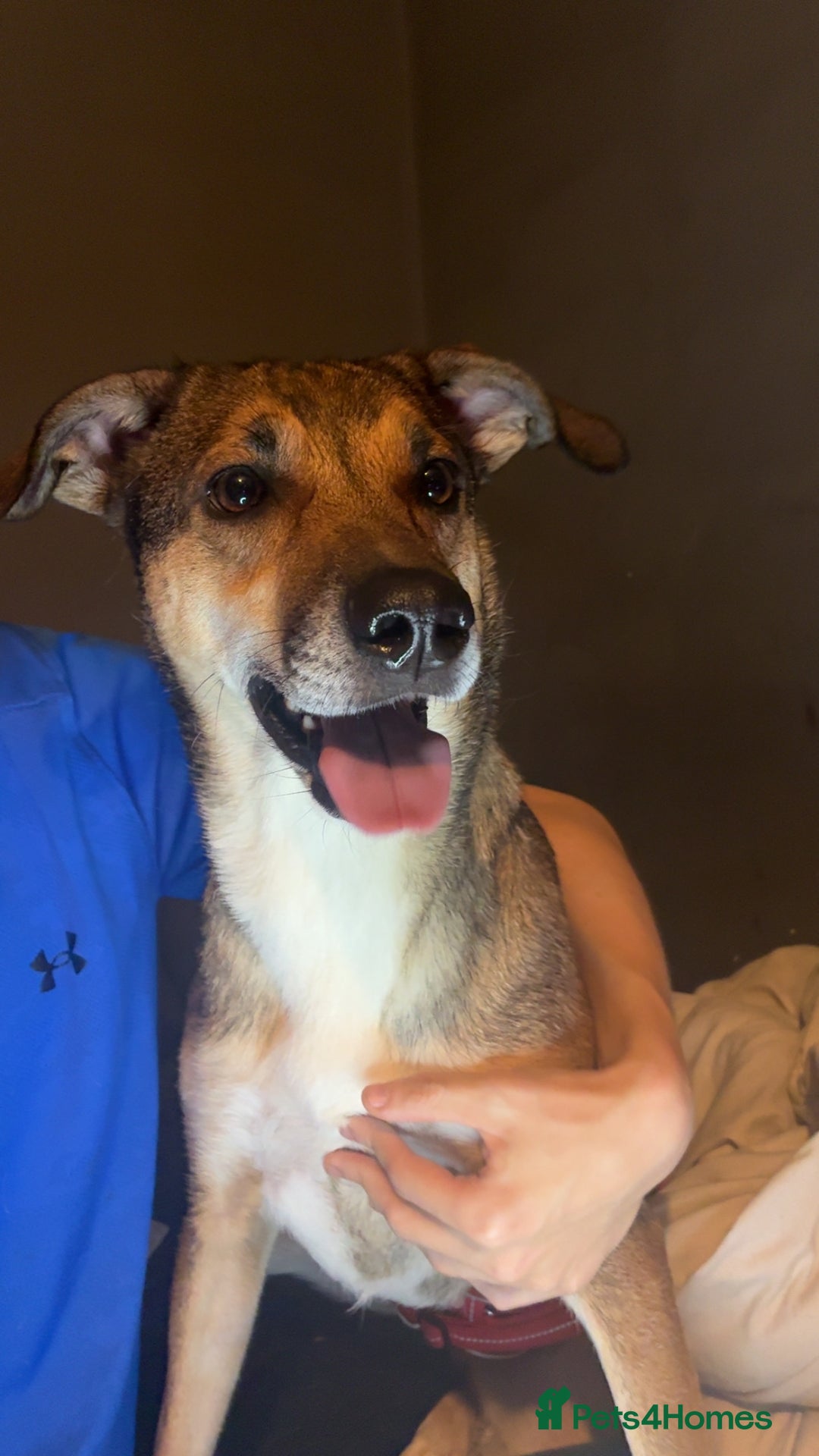 Mixed Breed dogs for sale: Nelly (staffy x Border collie) - Image 3