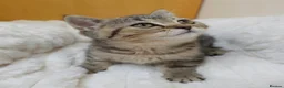Scottish Fold cats for sale: Golden Tabby Kittens  - Advert 22