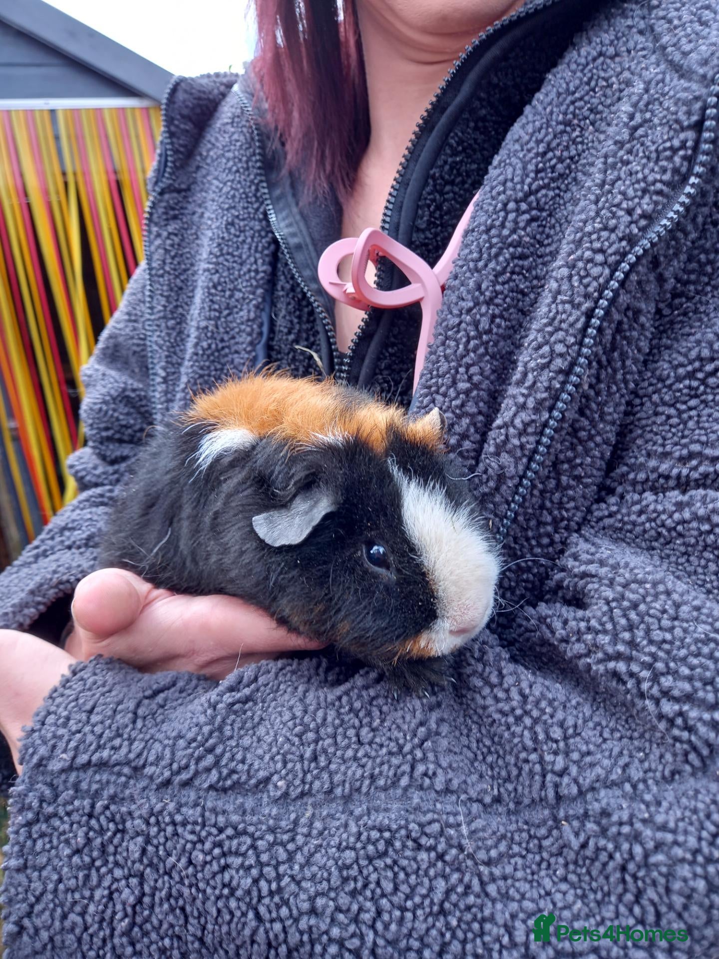 Guinea Pig rodents Teddy boys  - Advert 1