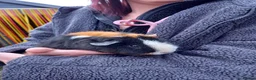 Guinea Pig rodents for sale: Teddy boys  - Advert 1