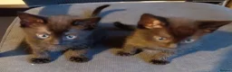 Mixed Breed cats for sale: kittens in Birmingham - Advert 3