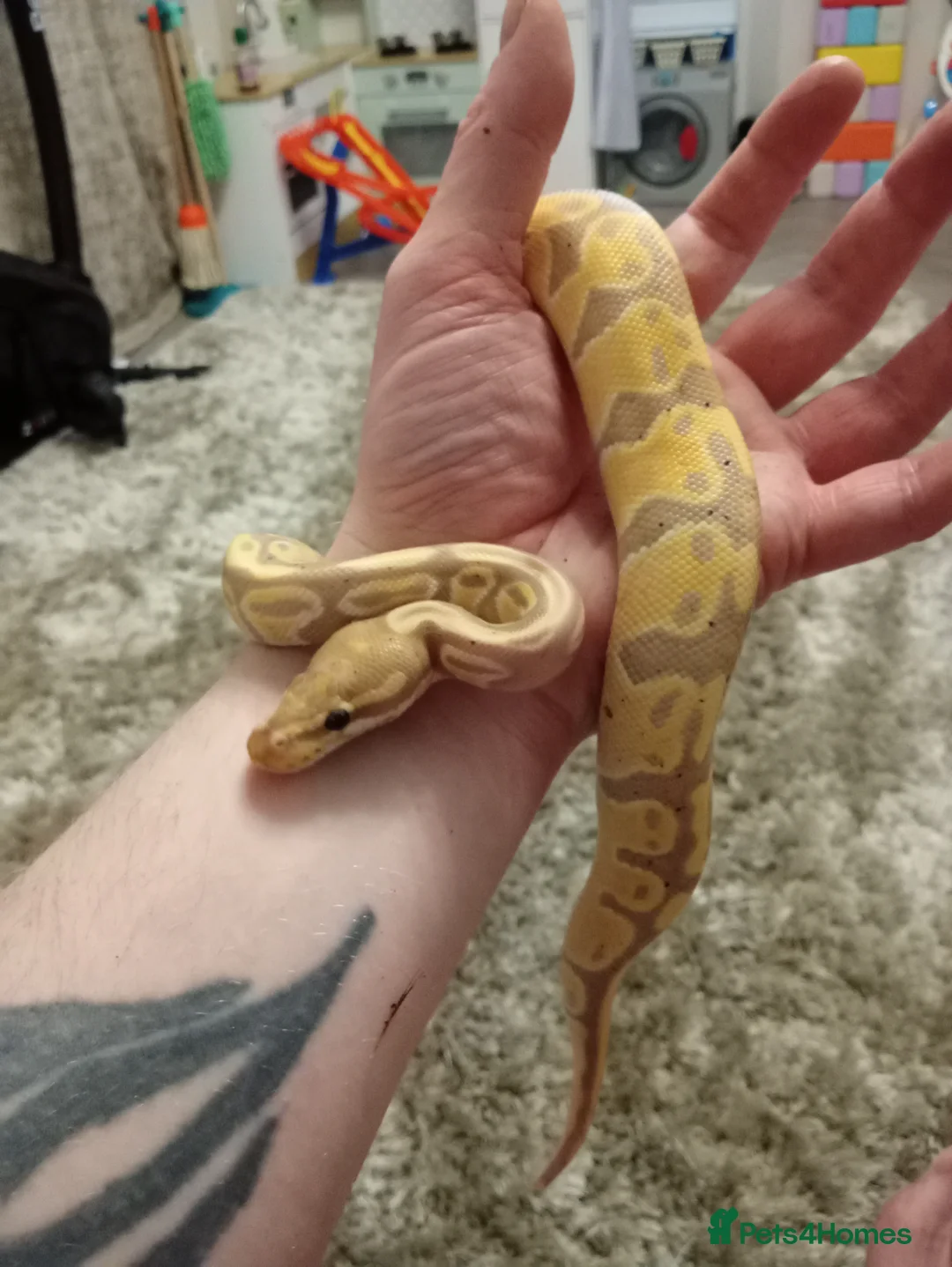 Python Snake reptiles for sale: Royal pythons plus vivariums full set up  - Advert 2