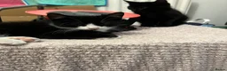 Mixed Breed cats for sale: 🐾 Lovely Kittens Looking for Their Forever Homes - Advert 6