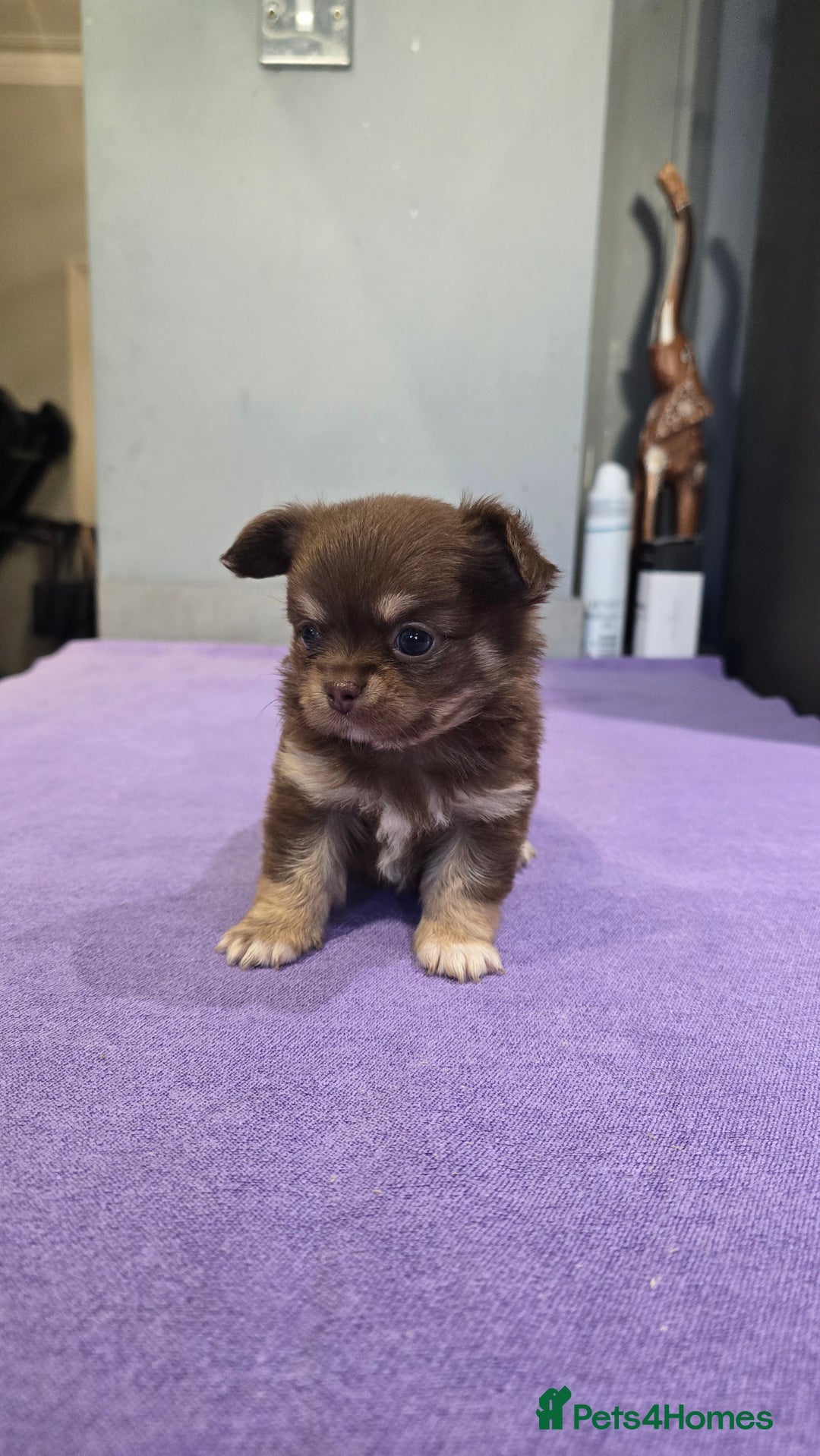 Chihuahua dogs for sale: Chihuahua puppies Russian ancestry with perfect bo - Advert 30