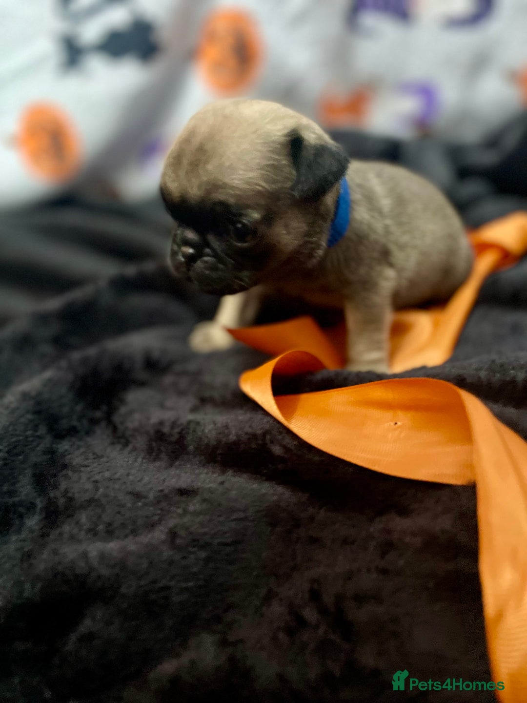 Pug dogs for sale: Pretty Female Pug Puppies x2 HEALTHY & HAPPY  - Image 19