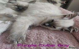 Ragdoll cats for sale: 5 Ragdoll Kittens 😻 READY NOW - Image 2