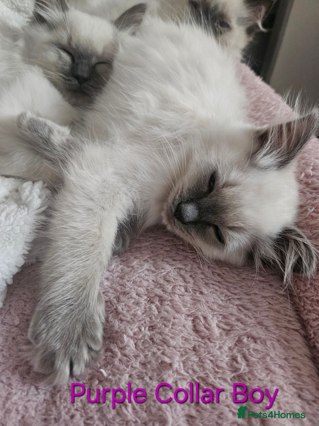 Ragdoll cats for sale: 5 Ragdoll Kittens 😻 READY NOW - Image 2