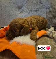 Cavapoo dogs 🧡 HEALTH TESTED F1B CAVAPOO PUPPIES🧡 - Advert 8
