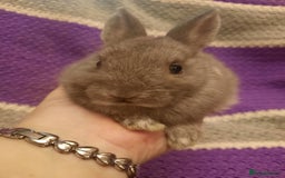 Netherland Dwarf rabbits for sale: Four Litters Of Netherland Dwarf Babies - Image 9