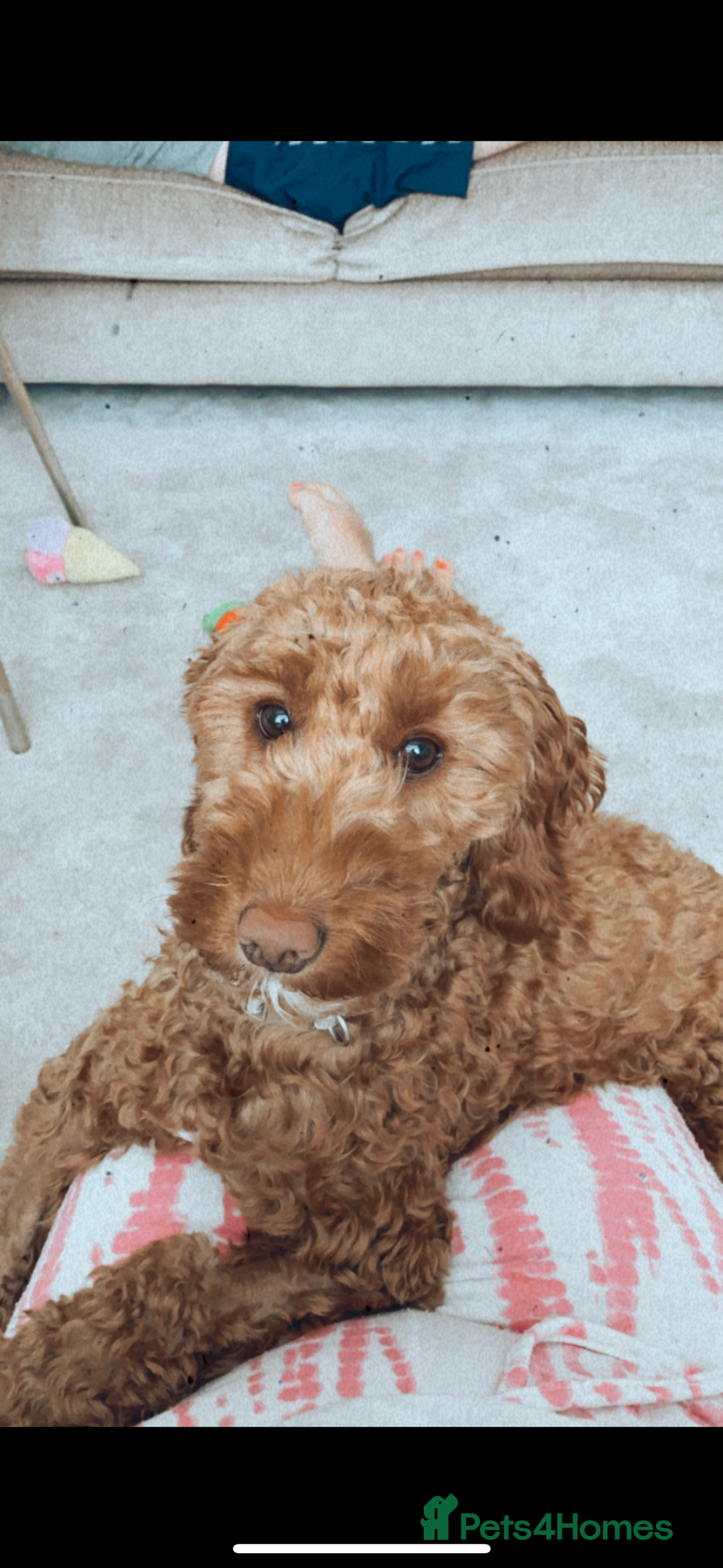 Cockapoo dogs for sale: Red Cockapoo puppies - Advert 1