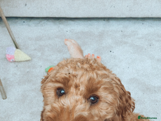 Cockapoo dogs Red Cockapoo puppies - Advert 1