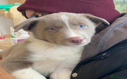 Border Collie dogs for sale: Fully health tested lilac and white kcreg puppies  - Image 3